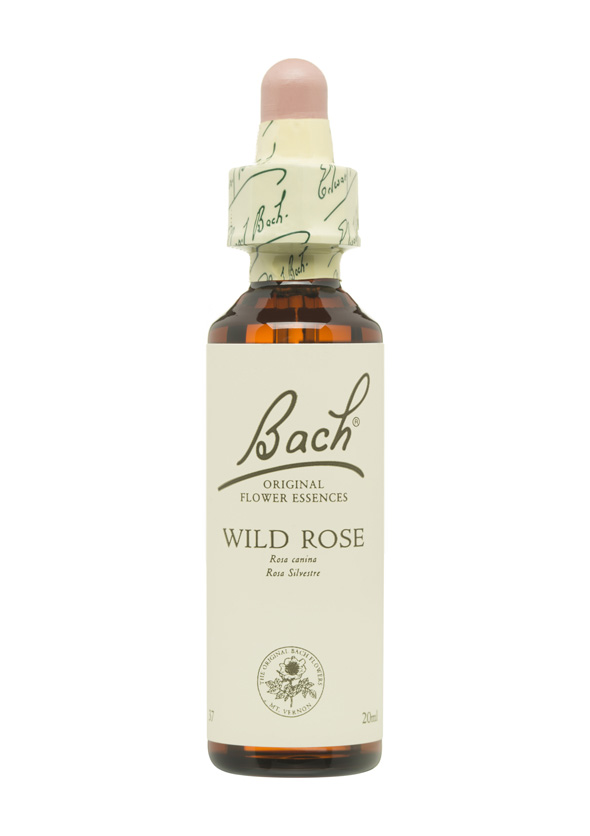 5cb5baeb92198-BACH-FLORES-PERSONALIDAD-APATICA-WILD-ROSE.jpg